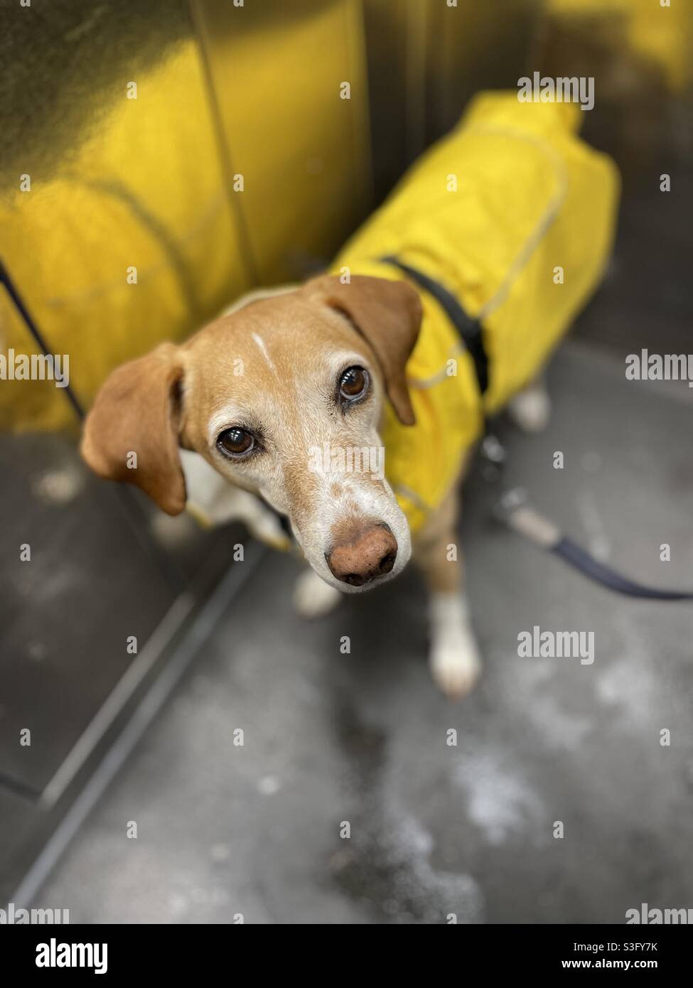 Leah trug ihren gelben Regenmantel im Aufzug auf ihrem Rückweg von einem sehr nassen Spaziergang Stockfoto