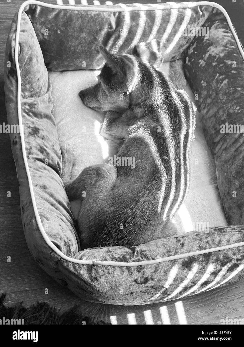 Hund schlafen Stockfoto