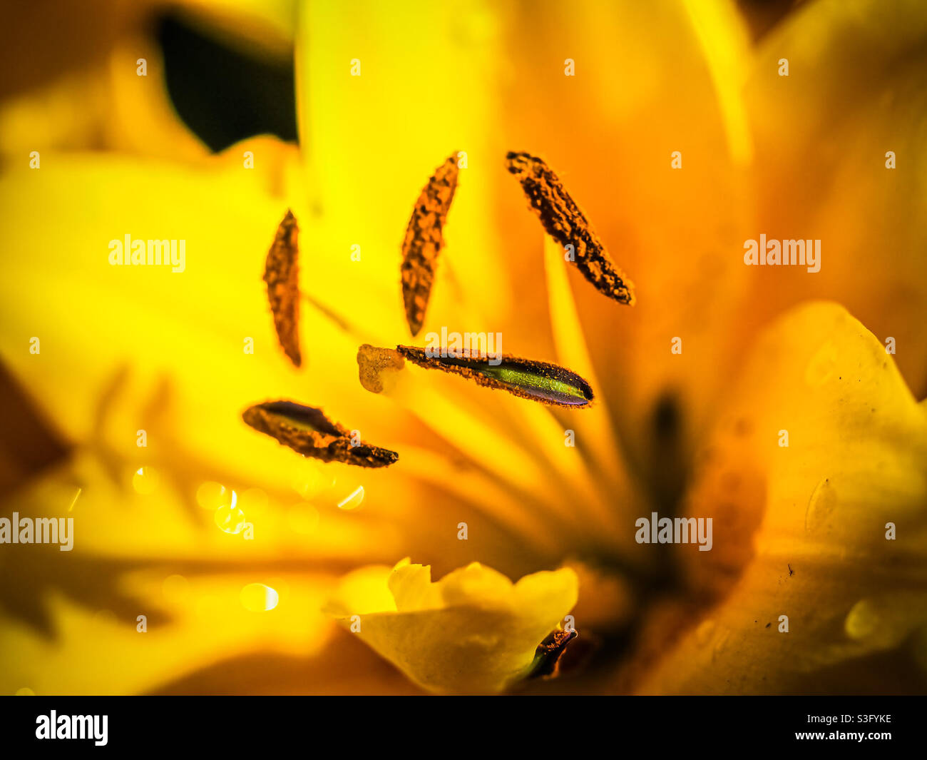 Lilien aus Gelb und Gold, die durch das Licht der frühen Morgensonne glühen und pulpige Pollenwedel offenbaren. Stockfoto