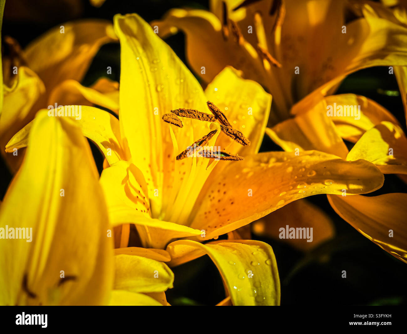 Blühende Blütenblätter einer goldgelben Lilie bei Sonnenaufgang, die Pollen aus ihrem Kern enthüllen. Stockfoto
