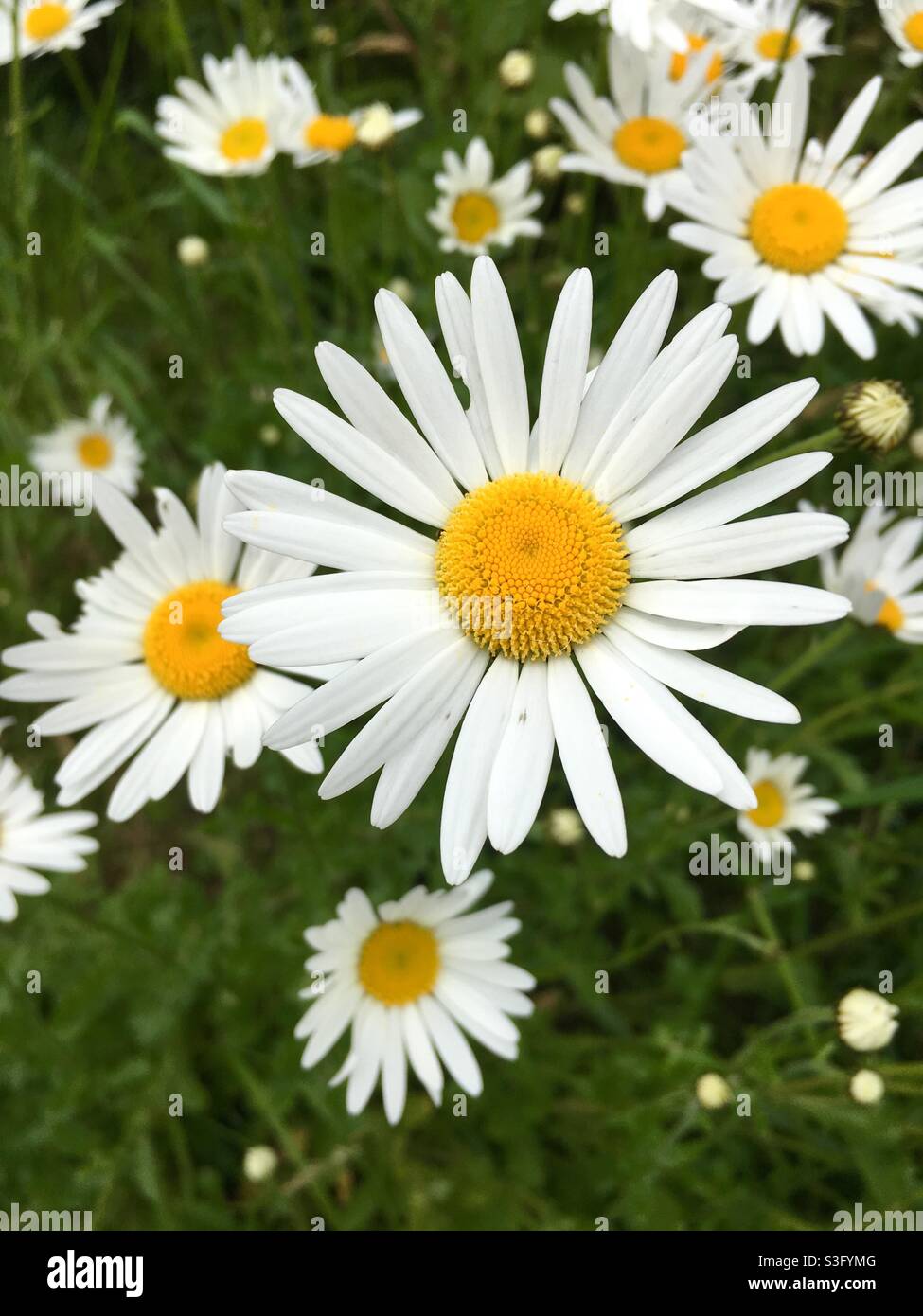 Riesige Gänseblümchen Stockfoto