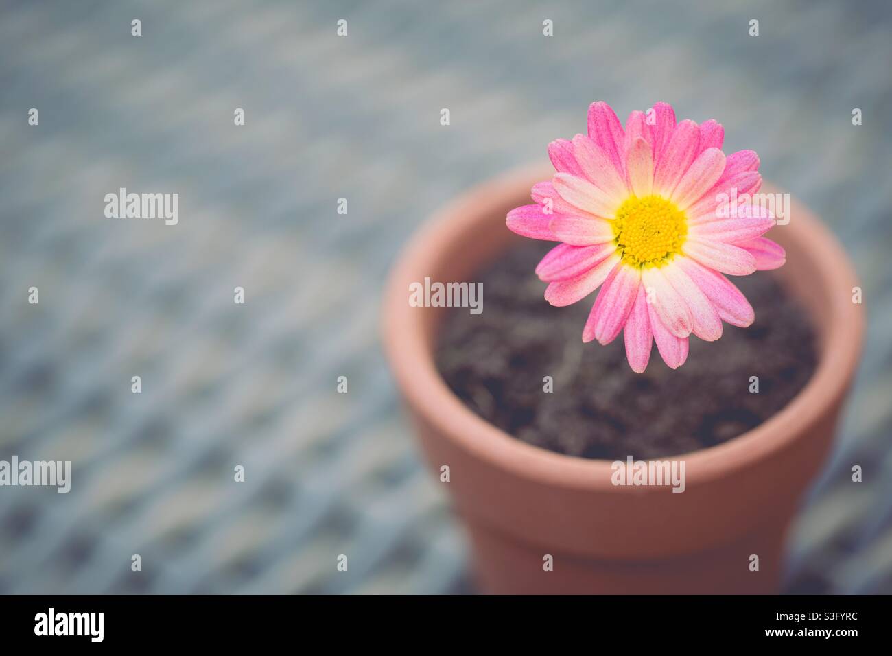 Eine hübsche rosa Gänseblümchen-Blume in einem Blumentopf auf einer Tischdekoration mit Kopierfläche Stockfoto