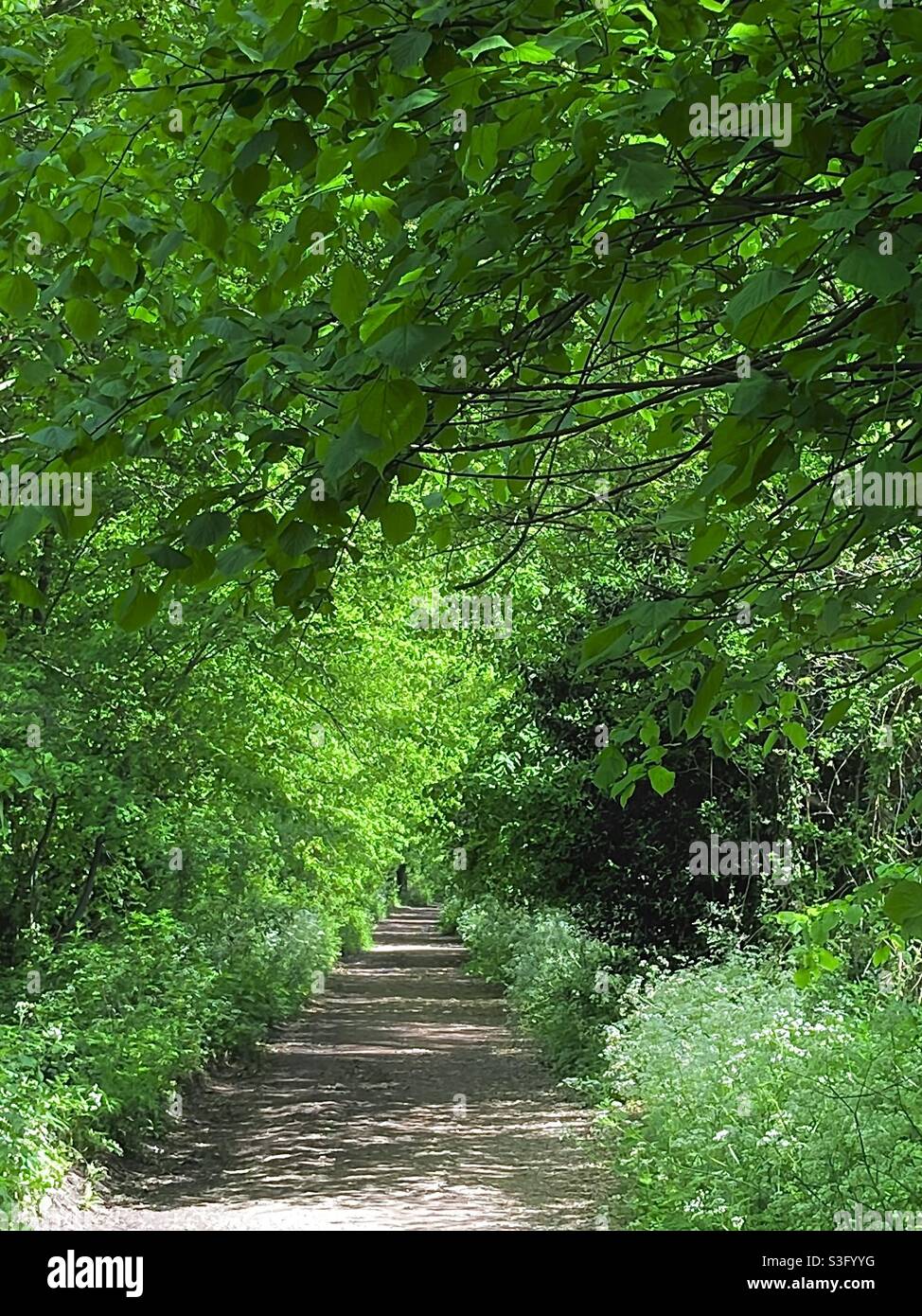 Schöner Spaziergang durch die Bäume Stockfoto