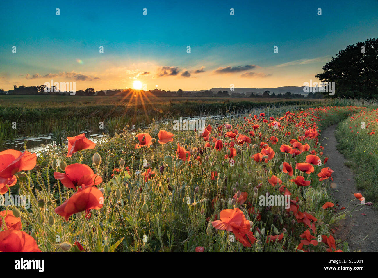 Mohnblumen bei Sonnenuntergang Stockfoto