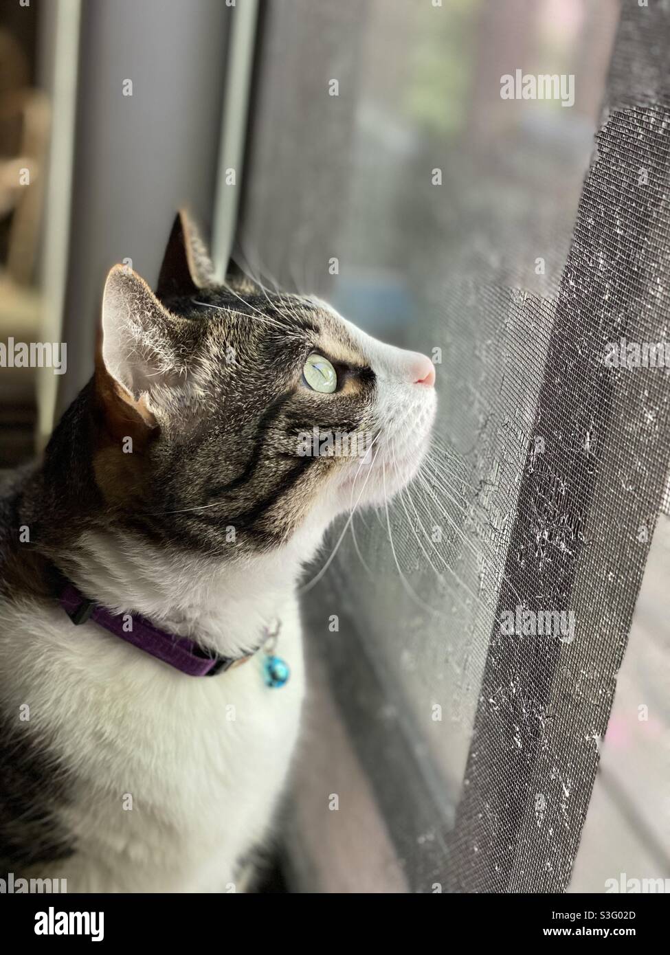 Eine Katze mit Tabby und weißer Katze blickt auf eine Schiebetür Stockfoto