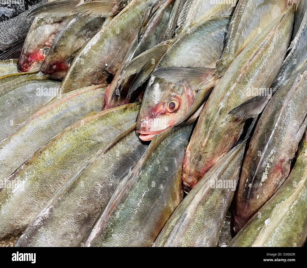 Fisch zum Verkauf im Supermarkt Stockfoto