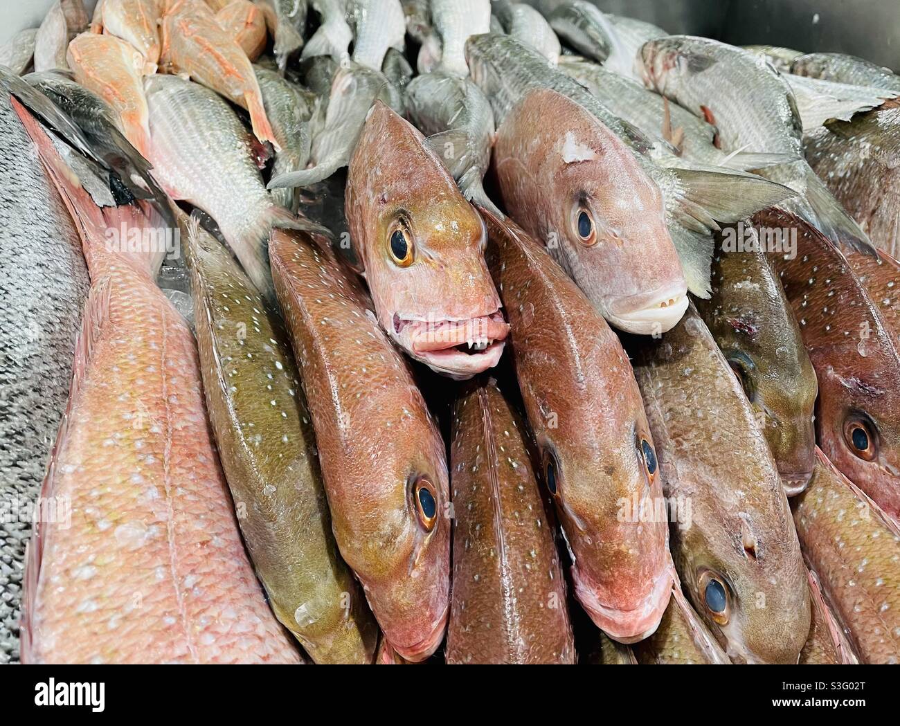 Fisch zum Verkauf in einem Supermarkt Stockfoto
