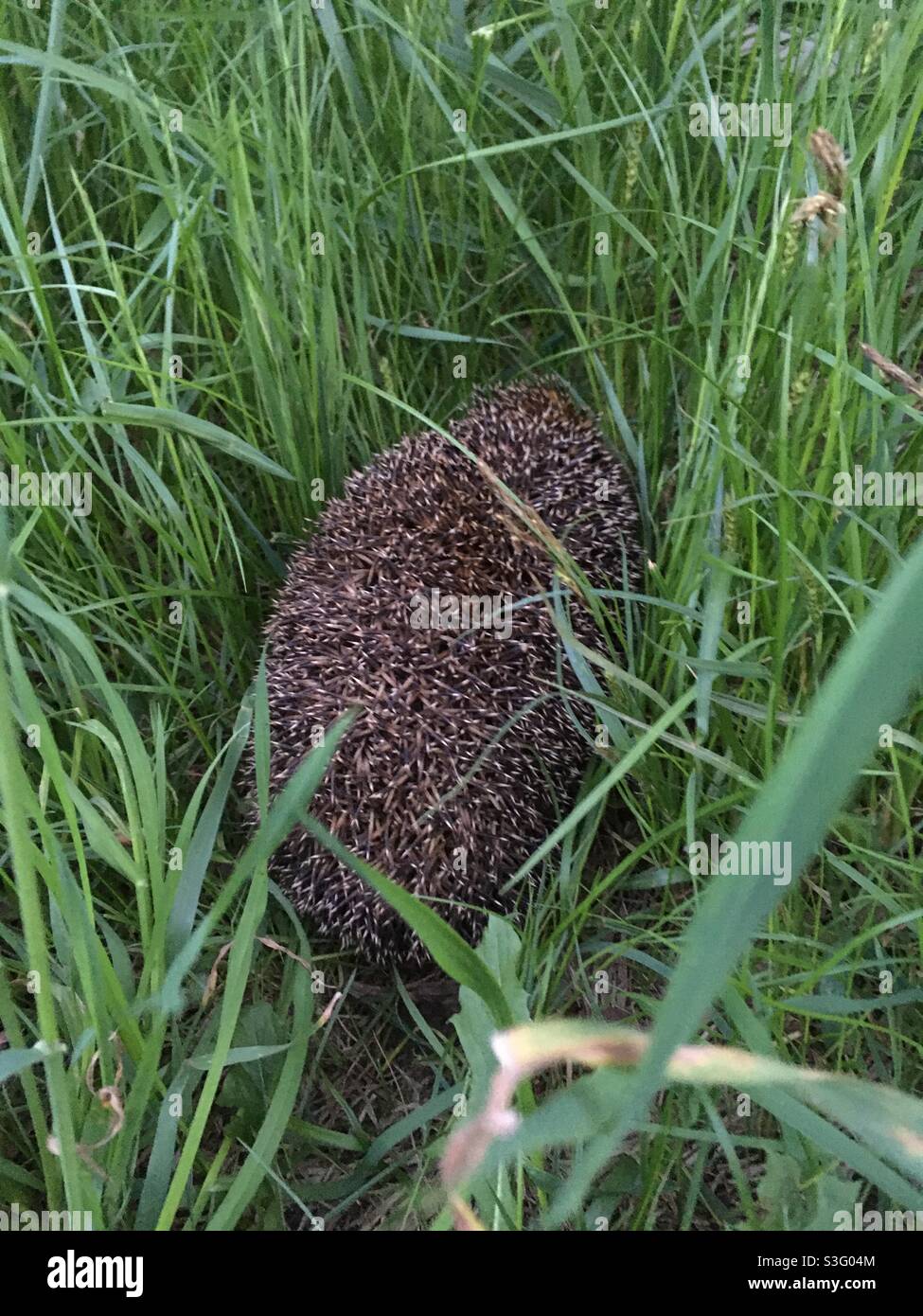Igel in der Wiese - Smartphone-aufgenommenes Stockfoto