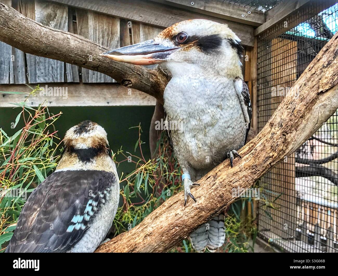 Zwei lachende Kookaburras saßen auf einem Ast Stockfoto