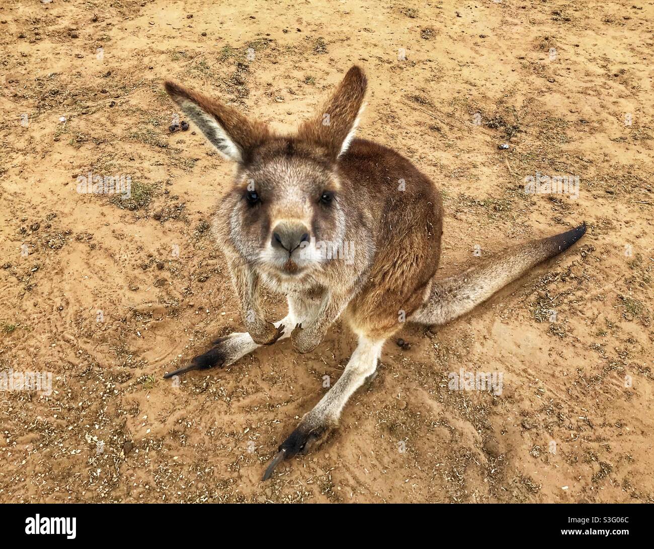 Eastern Grey Kangaroo (Macropus giganteaus beim Blick auf die Kamera Stockfoto