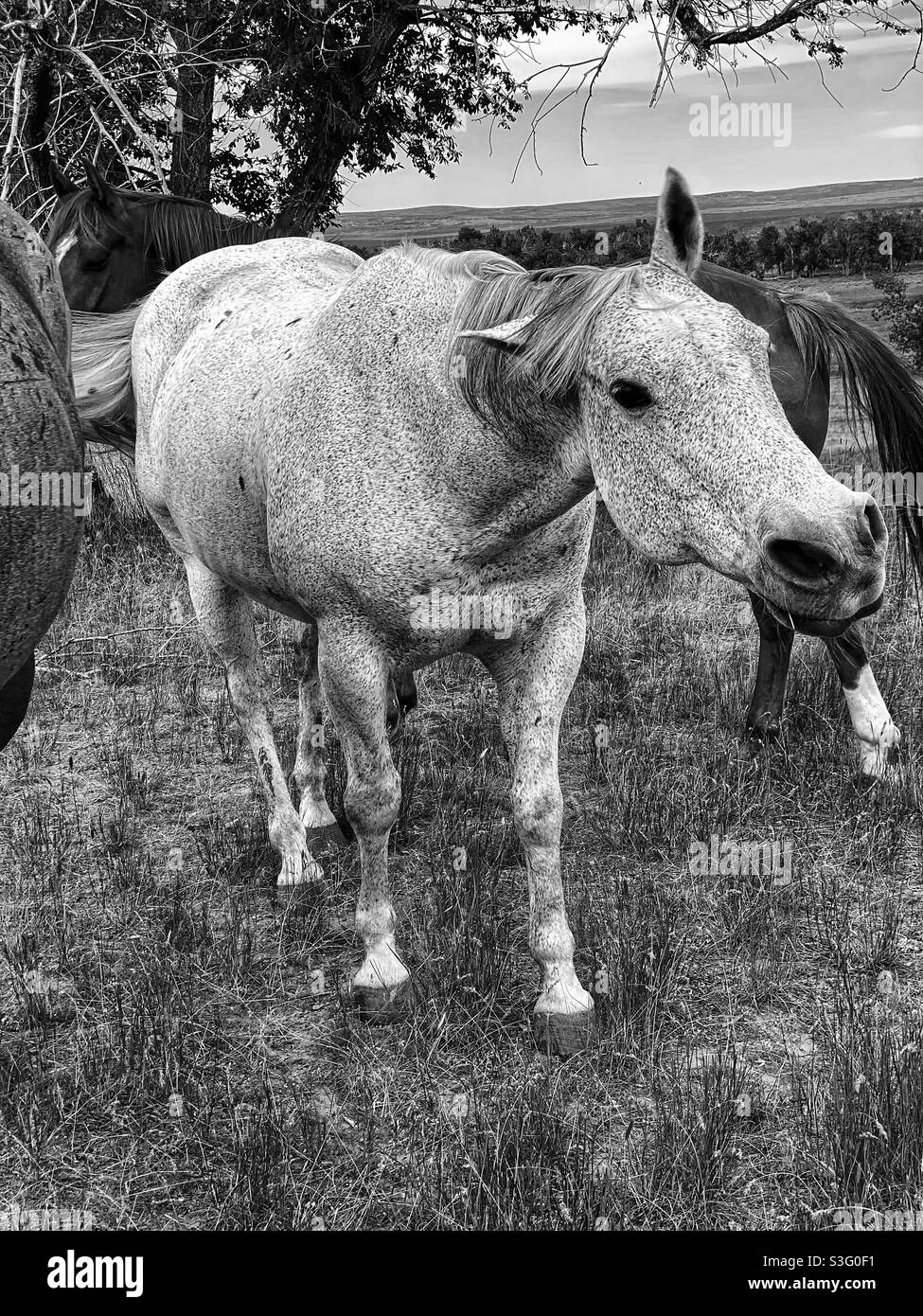 Shake It Off Stockfoto