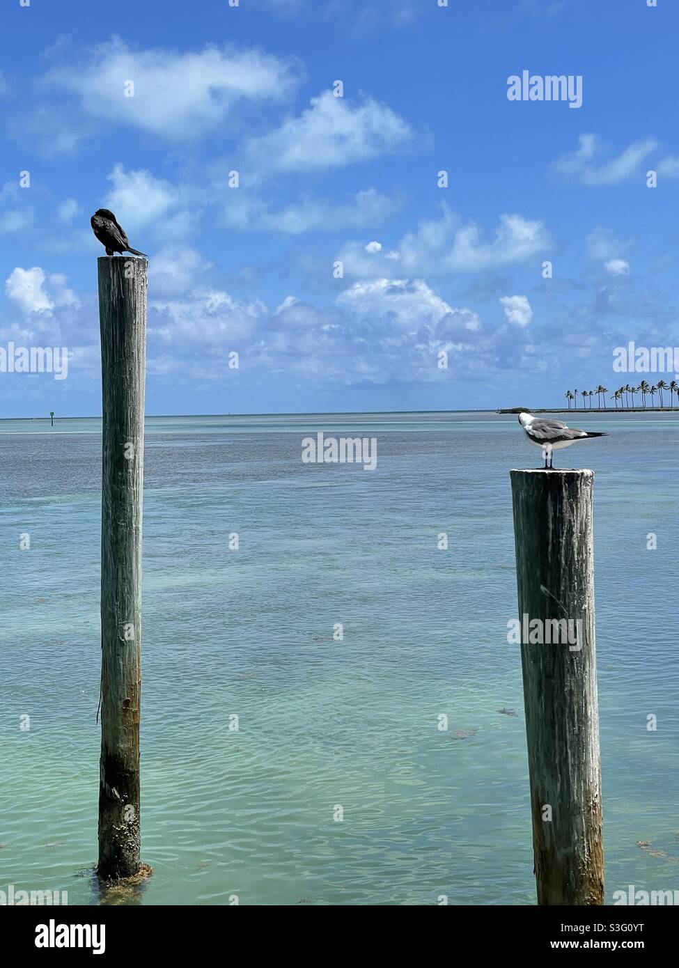 Vögel auf Pilings im Key Largo Ozean Stockfoto