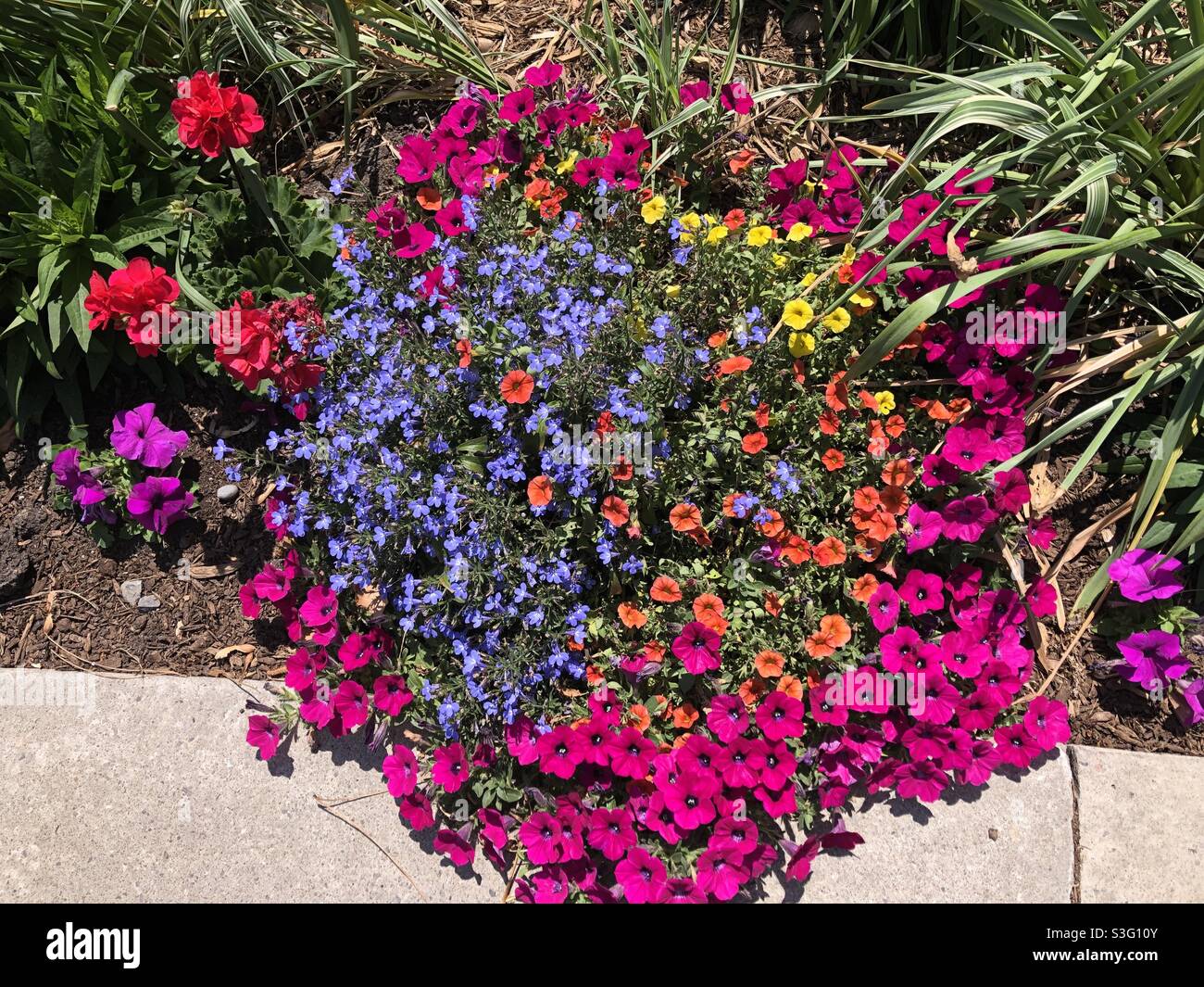 Eine farbenfrohe Darstellung von Gartenblumen. Stockfoto