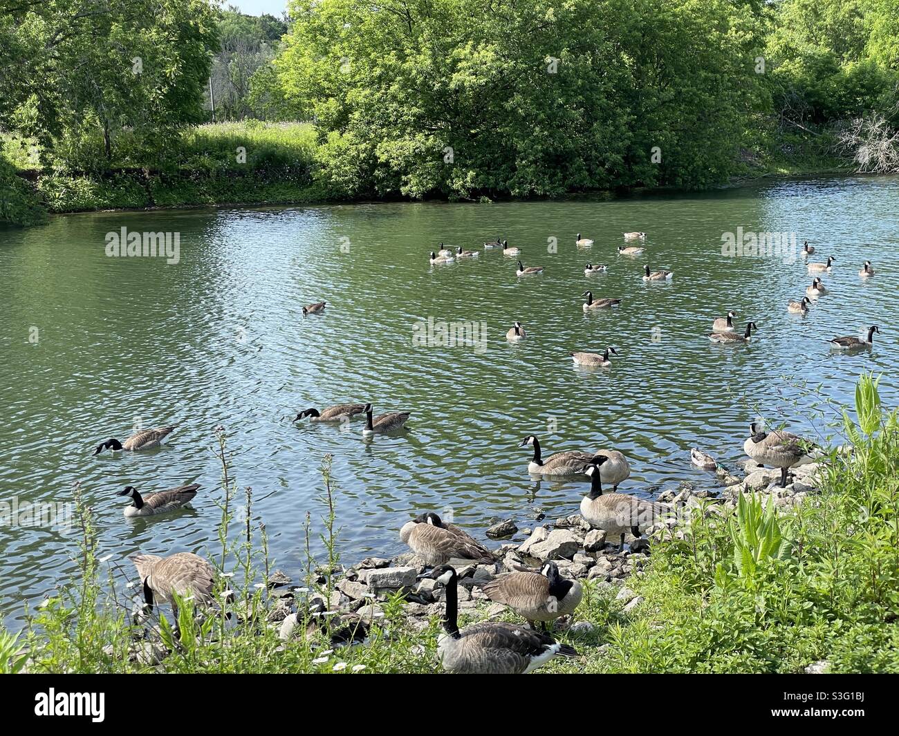 Natürliche Scheinwerfer auf dem Kanal mit kanadischen Gänsen schwimmen und auf der Suche nach Nahrung. Stockfoto