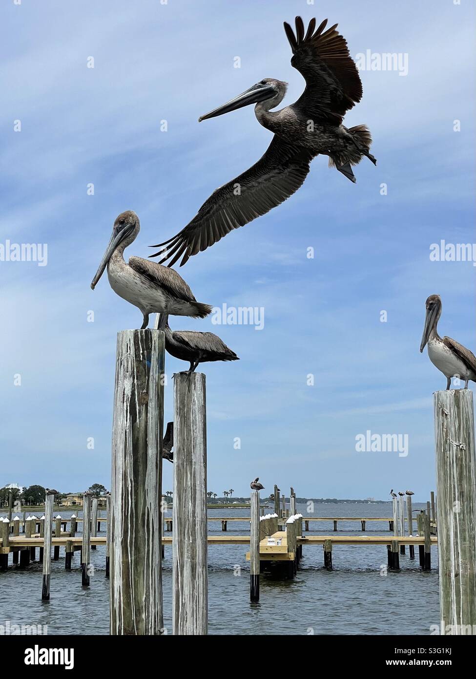 Pelikanflug und Pelikane auf Bootsanlegestegen aus der Nähe Stockfoto