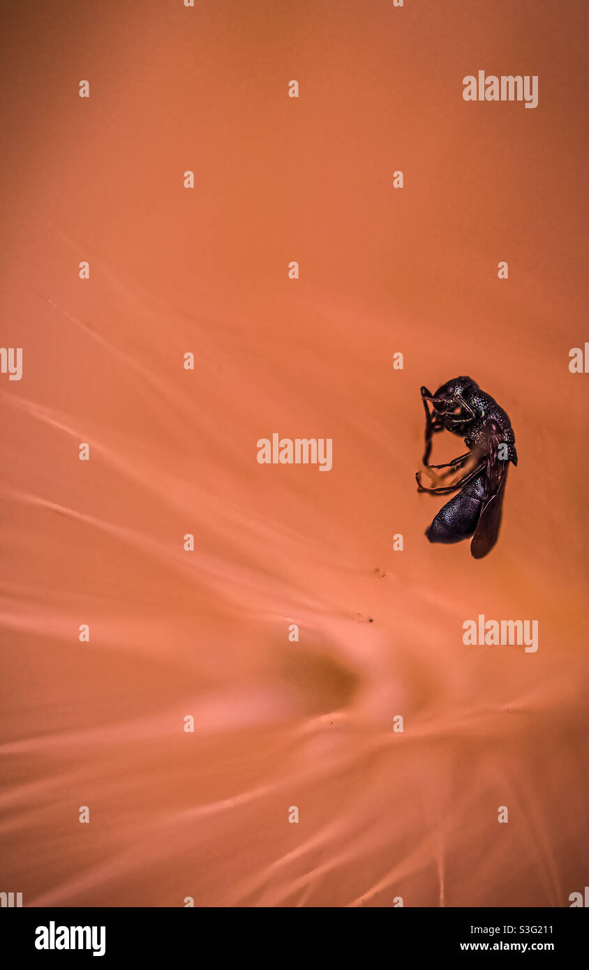 Die minimalistische Schweißbiene schwebt bei Sonnenaufgang in den Wedeln eines Fuchsschwanzes. Stockfoto