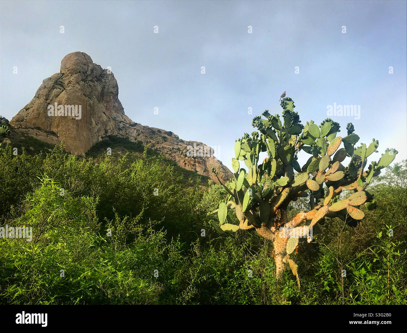 Ein Nopalkaktus in der Wüste in Queretaro, Mexiko Stockfoto