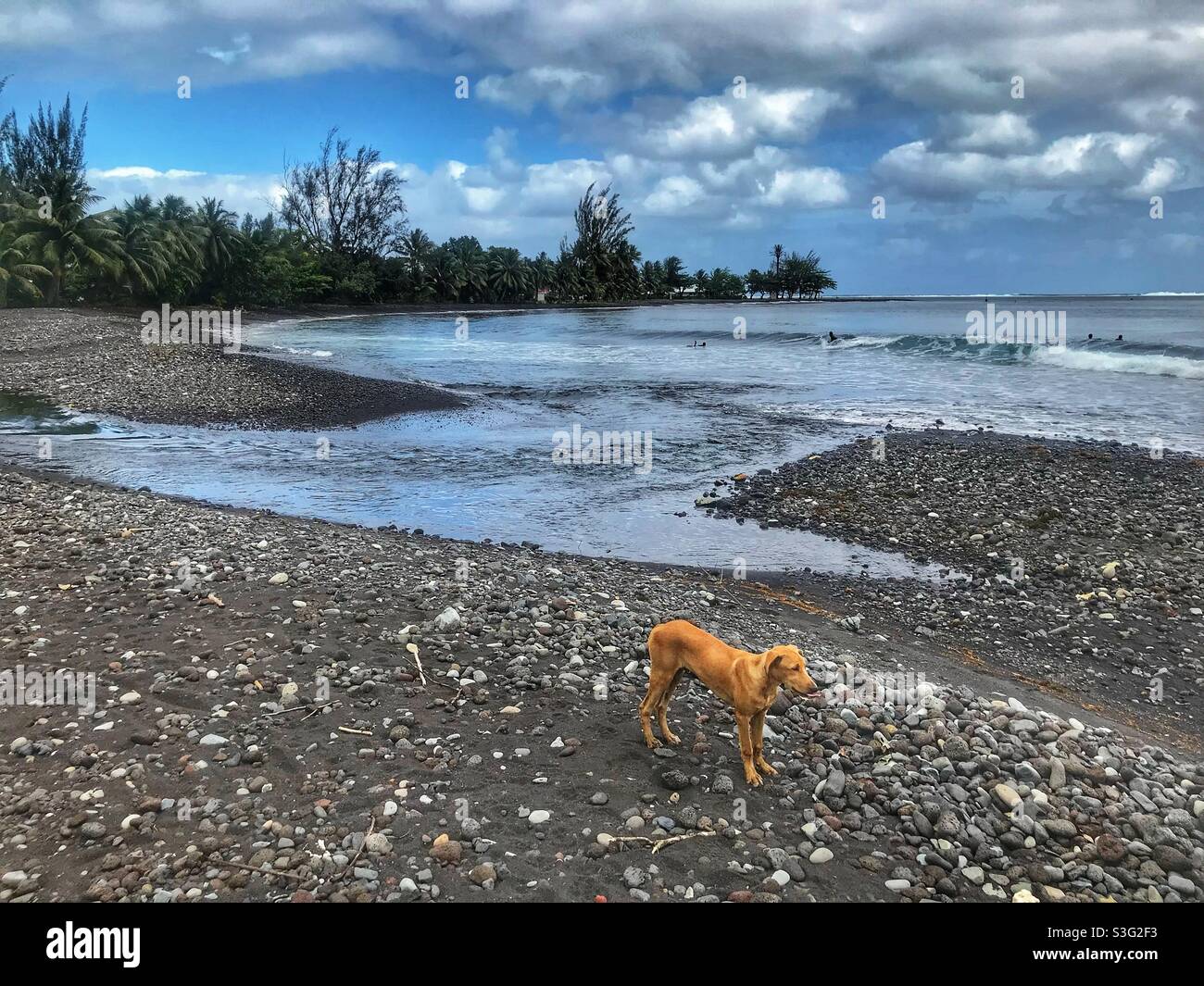 Hund am Strand von Teahupo’o, Tahiti, Französisch-Polynesien - Smartphone-aufgenommenes Stockfoto
