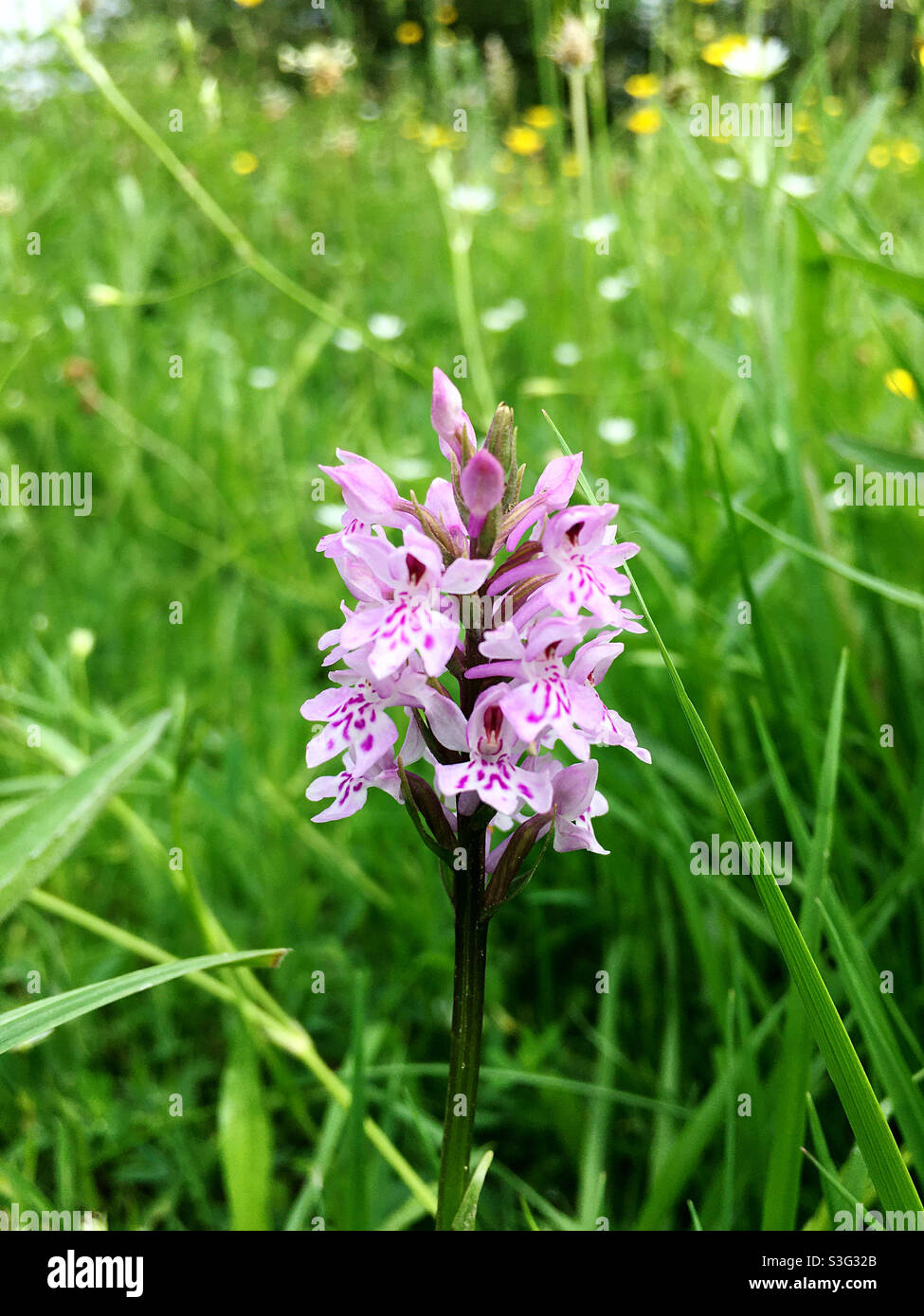Gemeinsame gefleckte Orchidee - Smartphone-aufgenommenes Stockfoto
