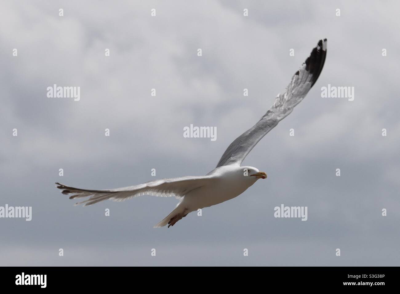 Flügel breiteten sich aus und von unten gesehen, der Flug einer Möwe in Quiberon, Bretagne - Smartphone-aufgenommenes Stockfoto