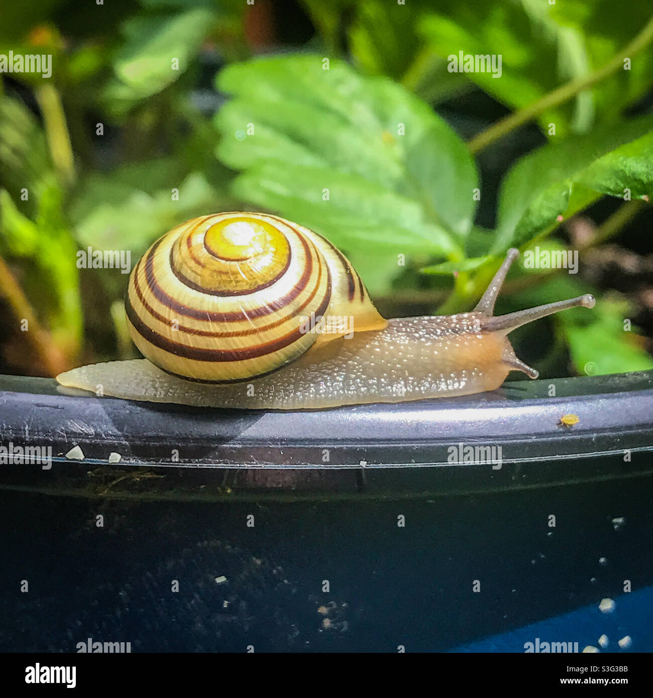 Weißlippschnecke - Cepaea hortensis Garden gebänderte Schnecke Stockfoto