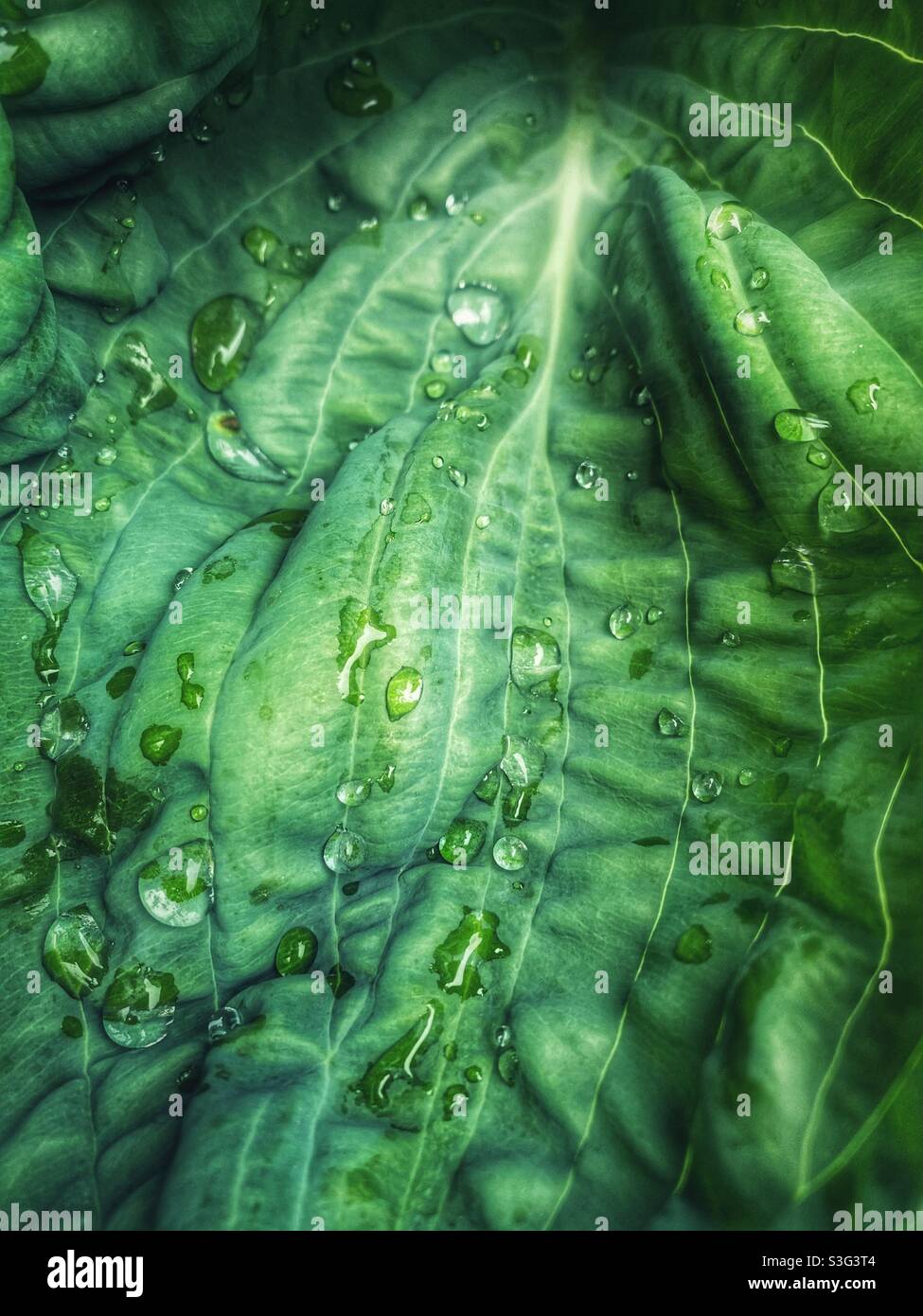 Wassertropfen auf der Hosta Stockfoto