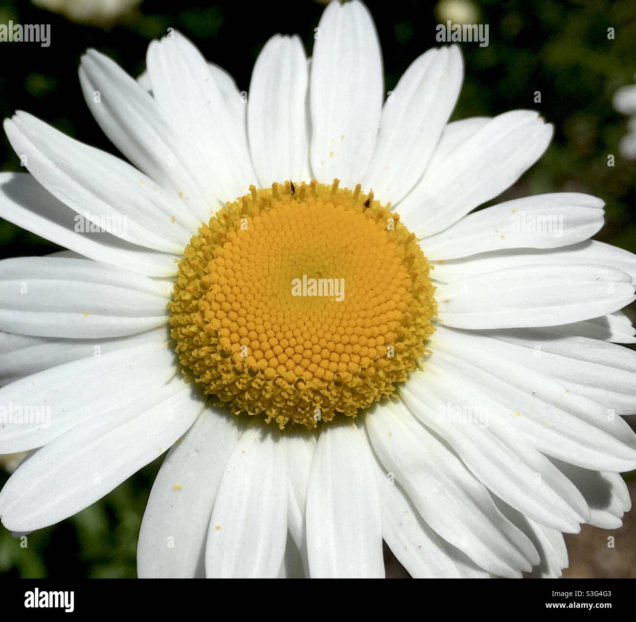 Gänseblümchen, Leucanthemum. Stockfoto