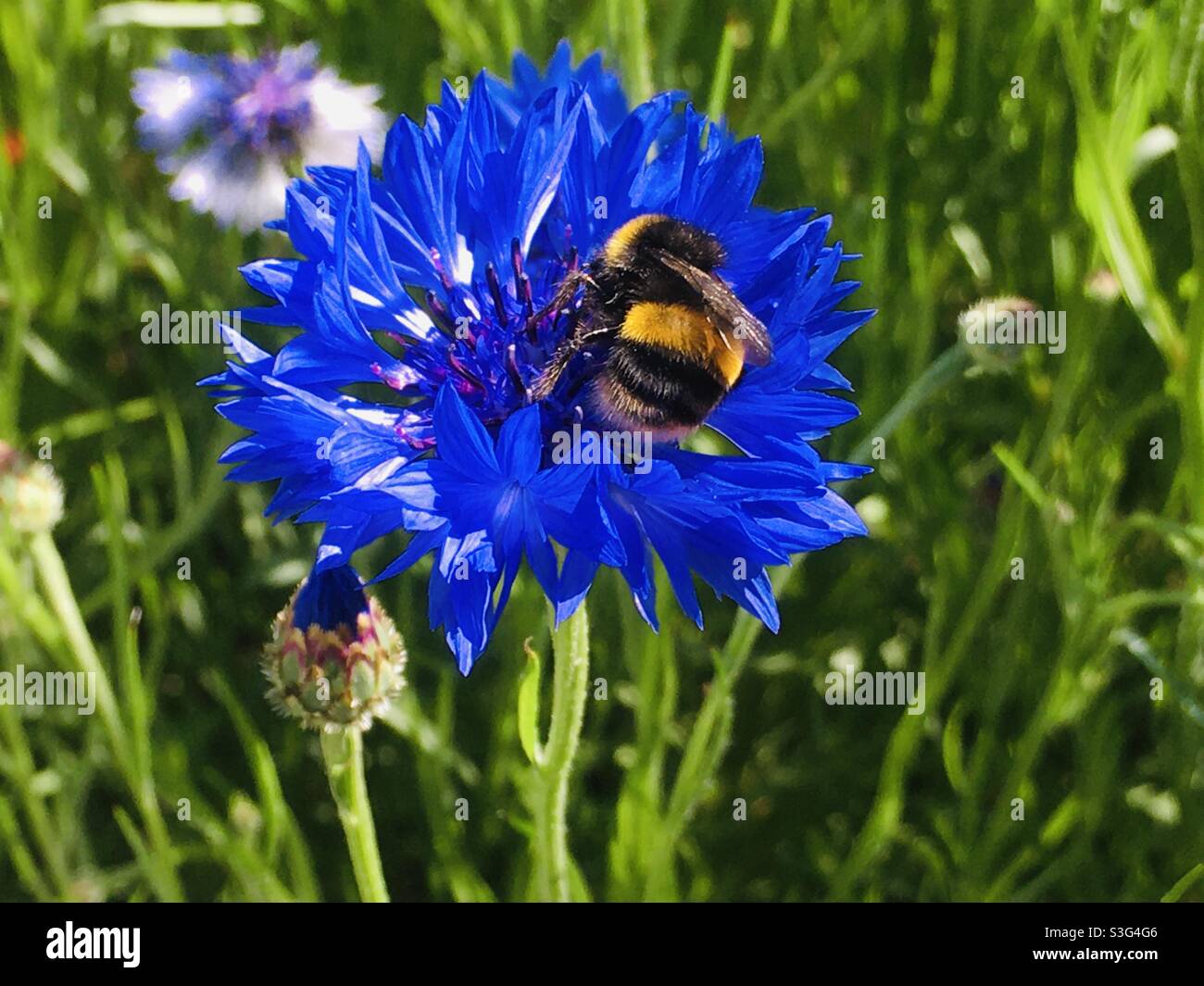 Hummel auf blauer Kornblume - Smartphone-aufgenommenes Stockfoto