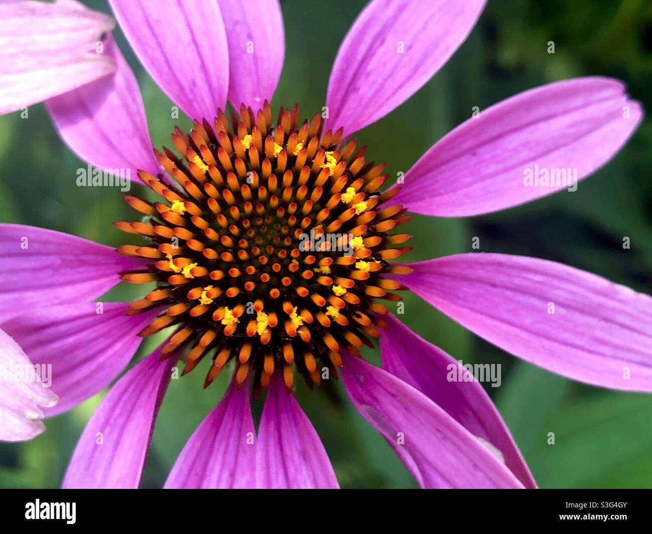 Echinacea Stockfoto