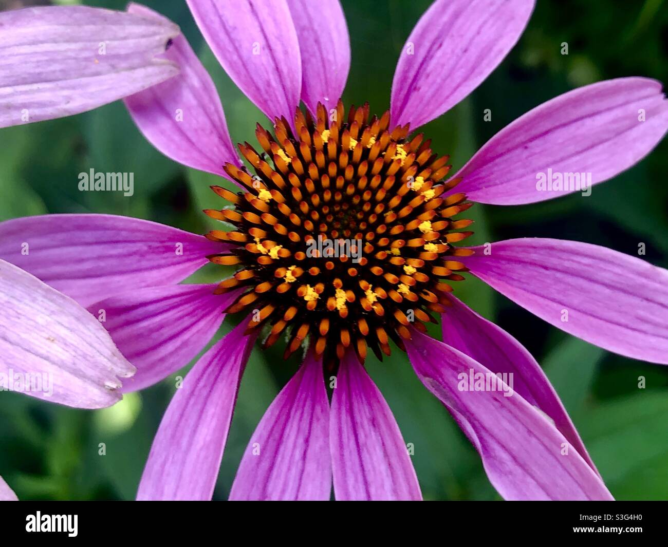 Echinacea Stockfoto