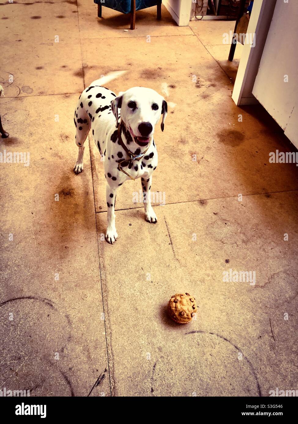 Dalmatiner Hund mit Ball im Atelier des Künstlers - Smartphone-aufgenommenes Stockfoto