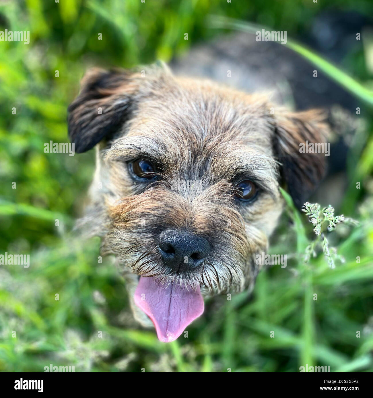 Junger blauer und brauner Border-Terrier-Hund. Stockfoto