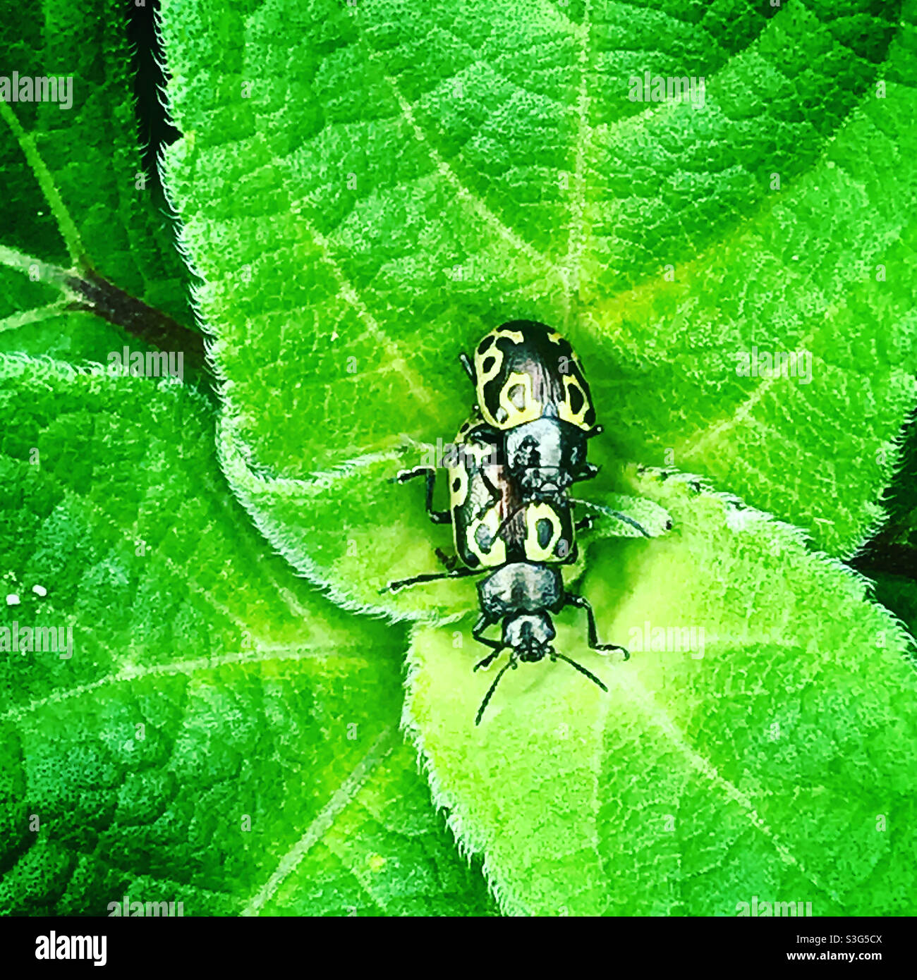 Bugs paaren sich in einem grünen Blatt in Queretaro, Mexiko. Stockfoto