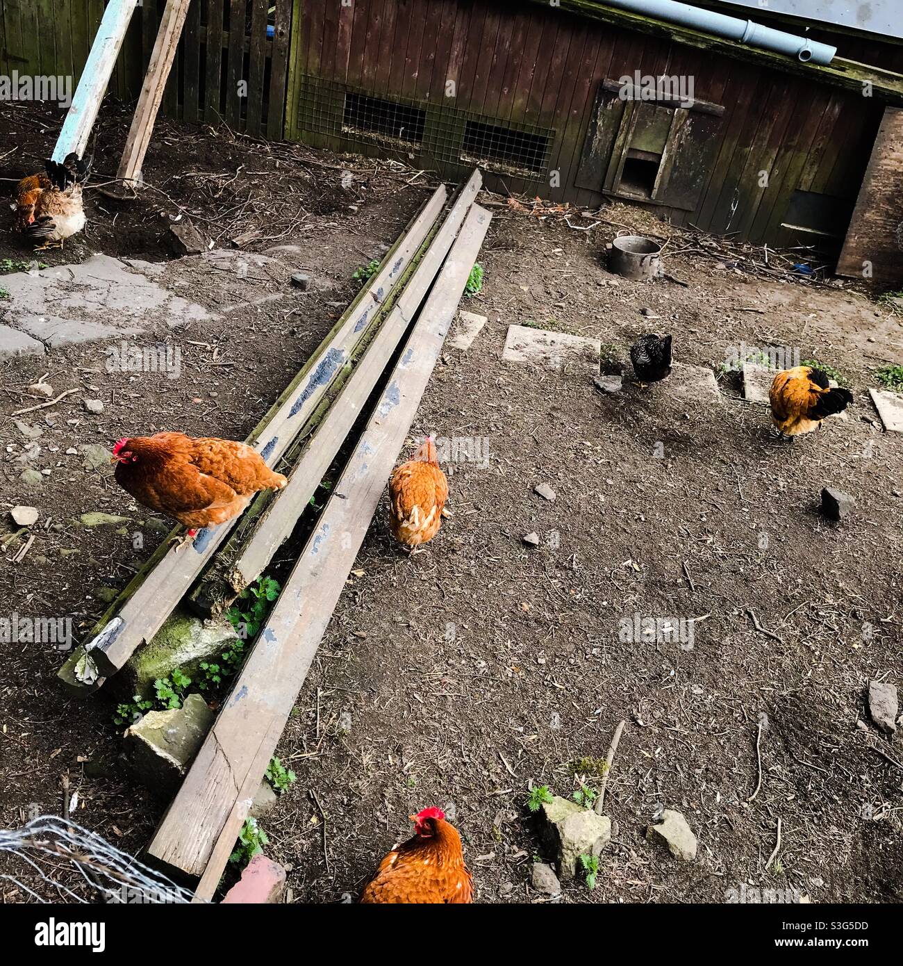 Hühner und Hühner in einem Hof Stockfoto