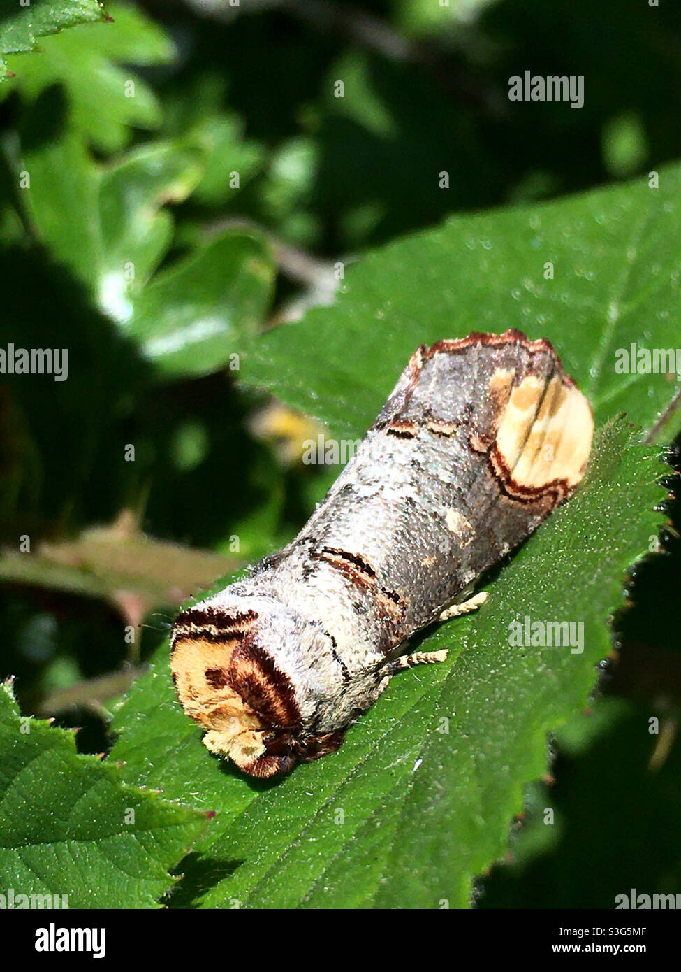 Buff-Tip-Motte Stockfoto