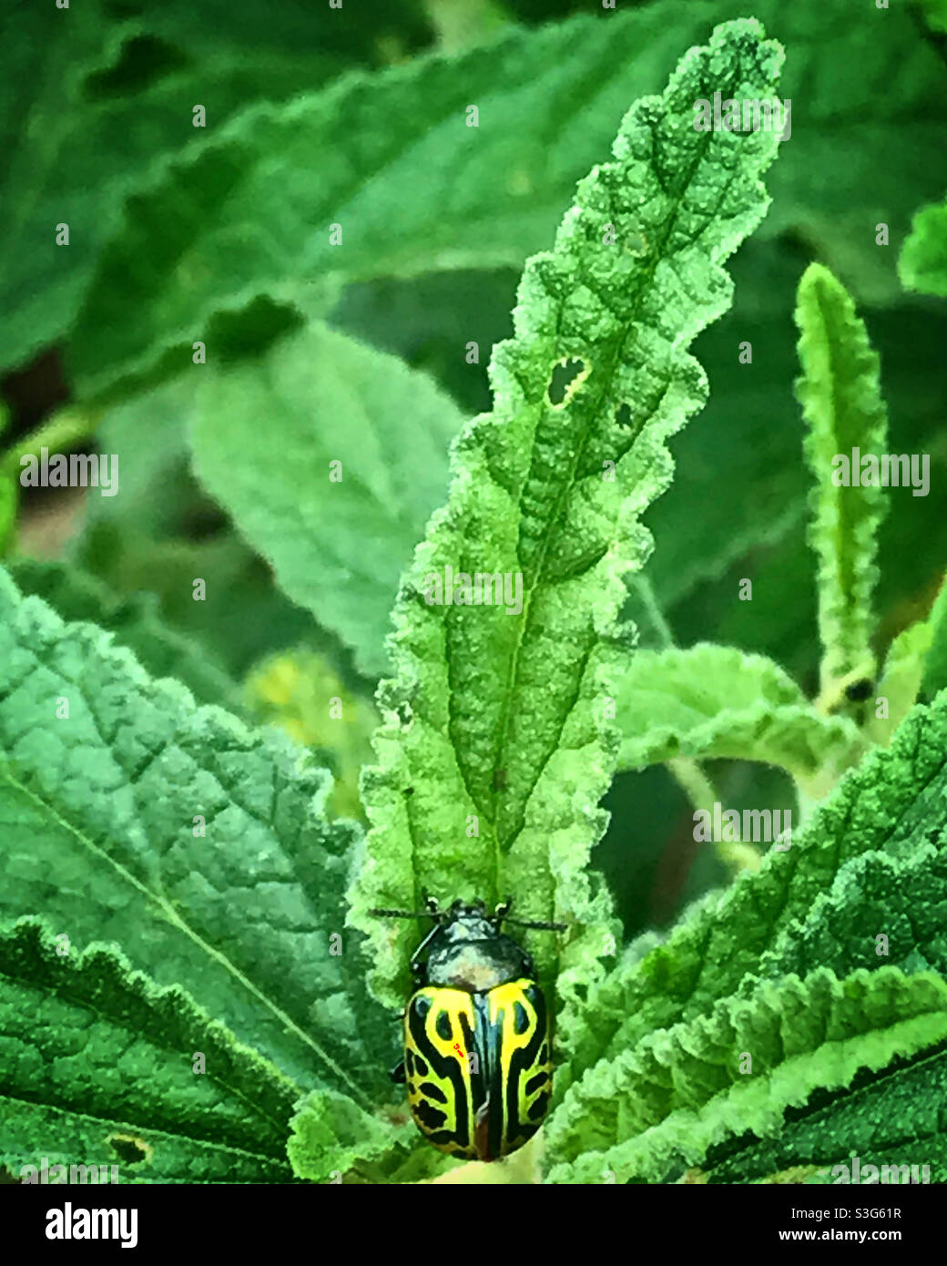 In San Sebastian Bernal, Queretaro, Mexiko, steht eine gelbe Marienkäfer in einem grünen Blatt - Smartphone-aufgenommenes Stockfoto