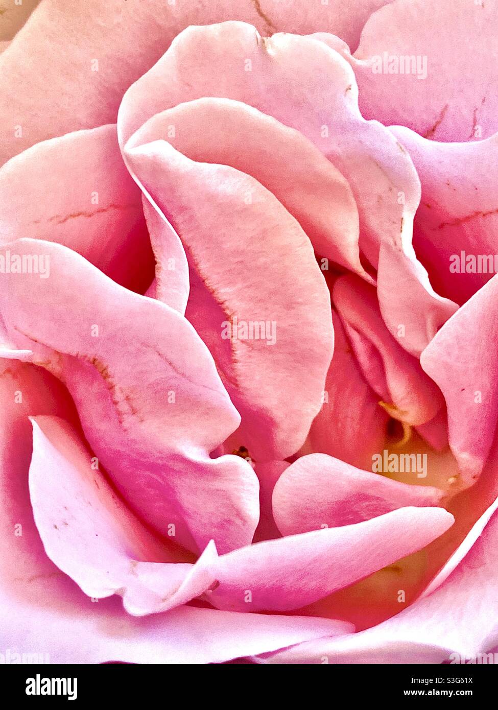 Rosa Blütenblätter Stockfoto