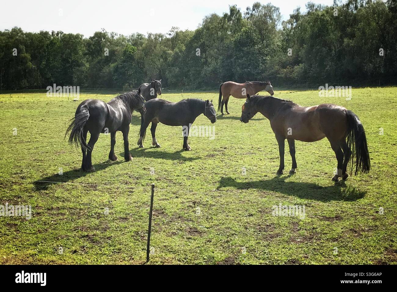 Fünf Pferde mit Augenmasken im Sommer auf einem Feld Stockfoto