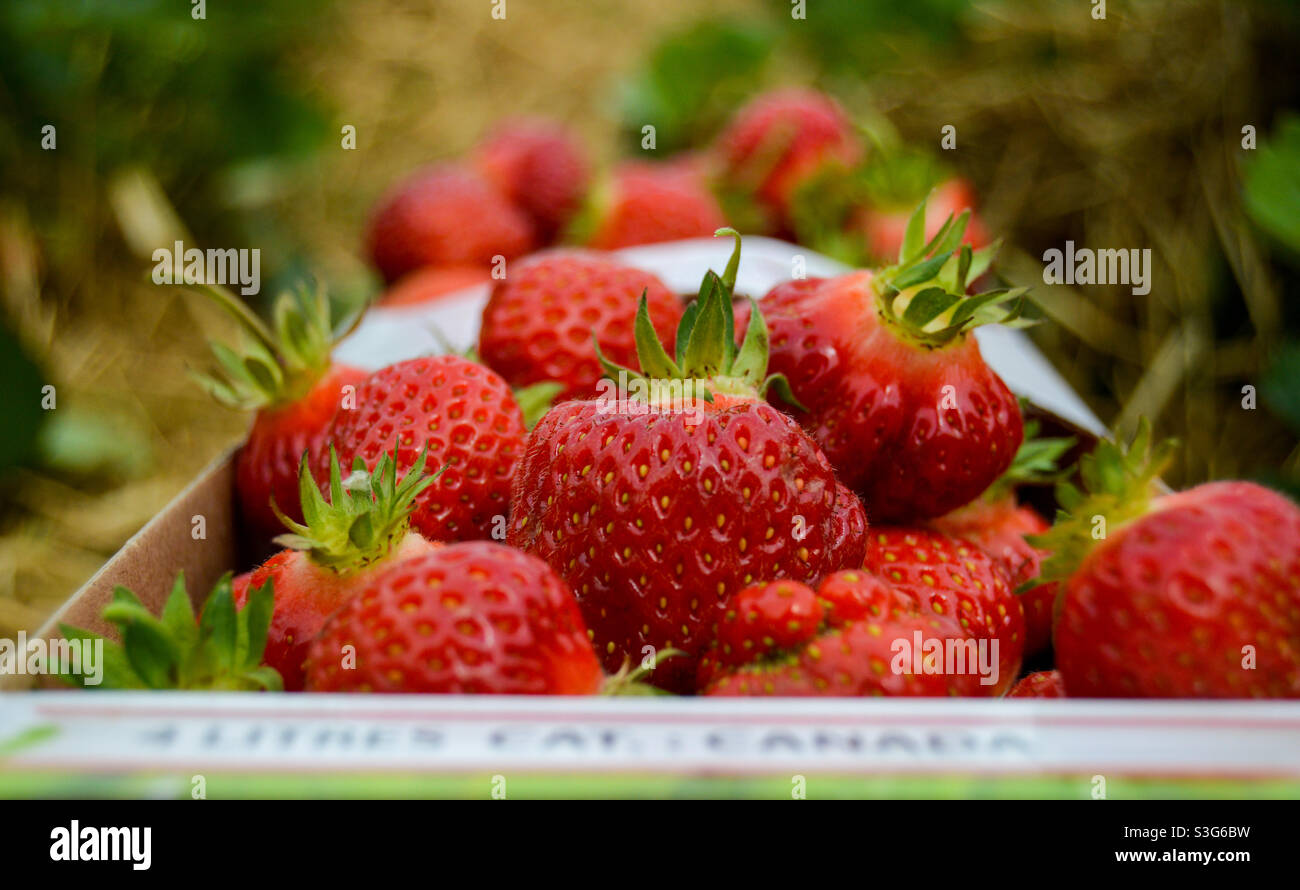 Erdbeersaison Stockfoto