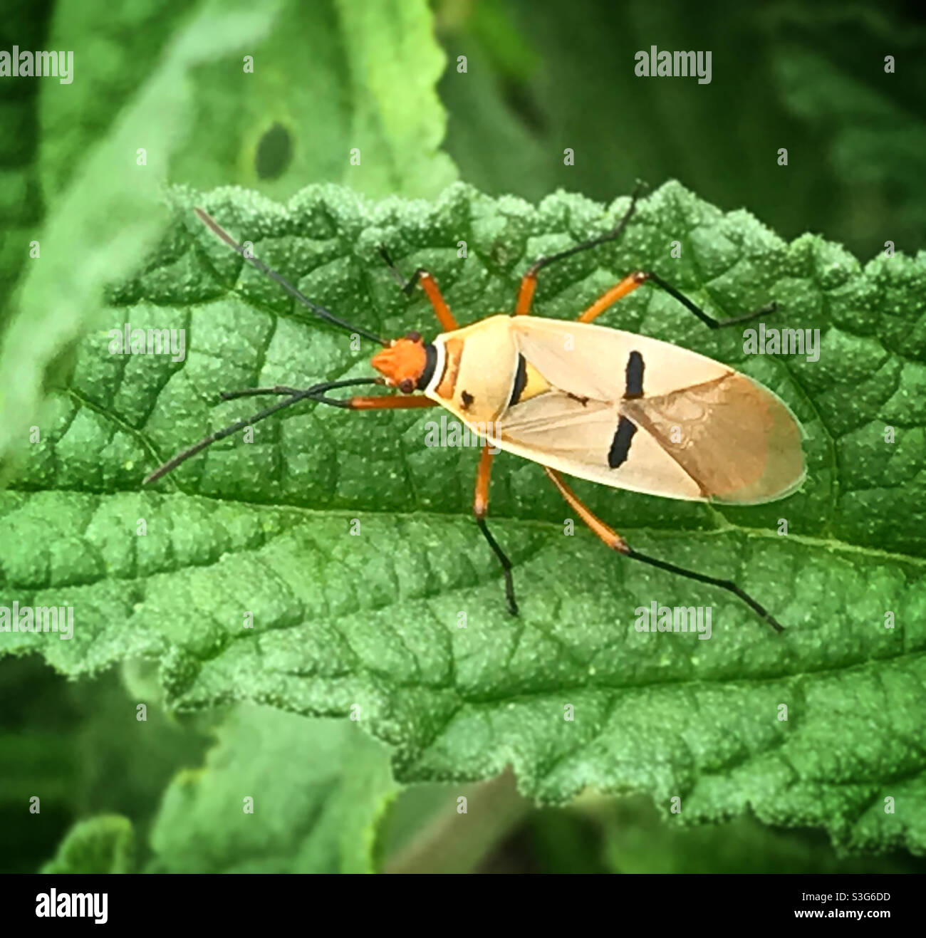 Ein Käfer in einem grünen Blatt in einem Wald in Mexiko Stockfoto