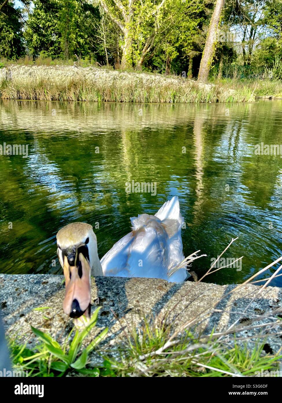 Schwan, der Gras in Porthmadog isst. - Smartphone-aufgenommenes Stockfoto