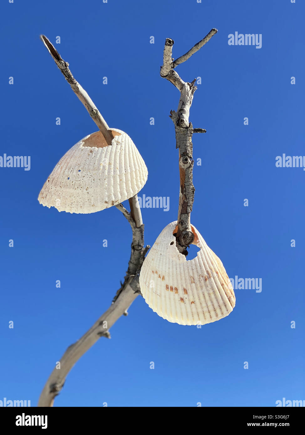 Zwei Muscheln auf dem Baum auf Shell Key, Florida Stockfoto