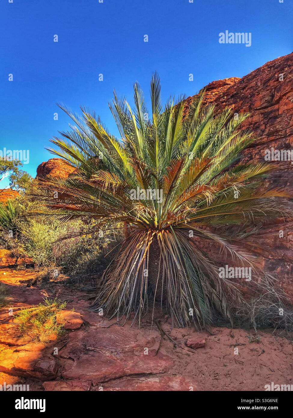 MacDonnell Ranges Cycad (Macrozamia macdonnellii) am Kings Canyon, Watarrka National Park, Northern Territory, Australien Stockfoto