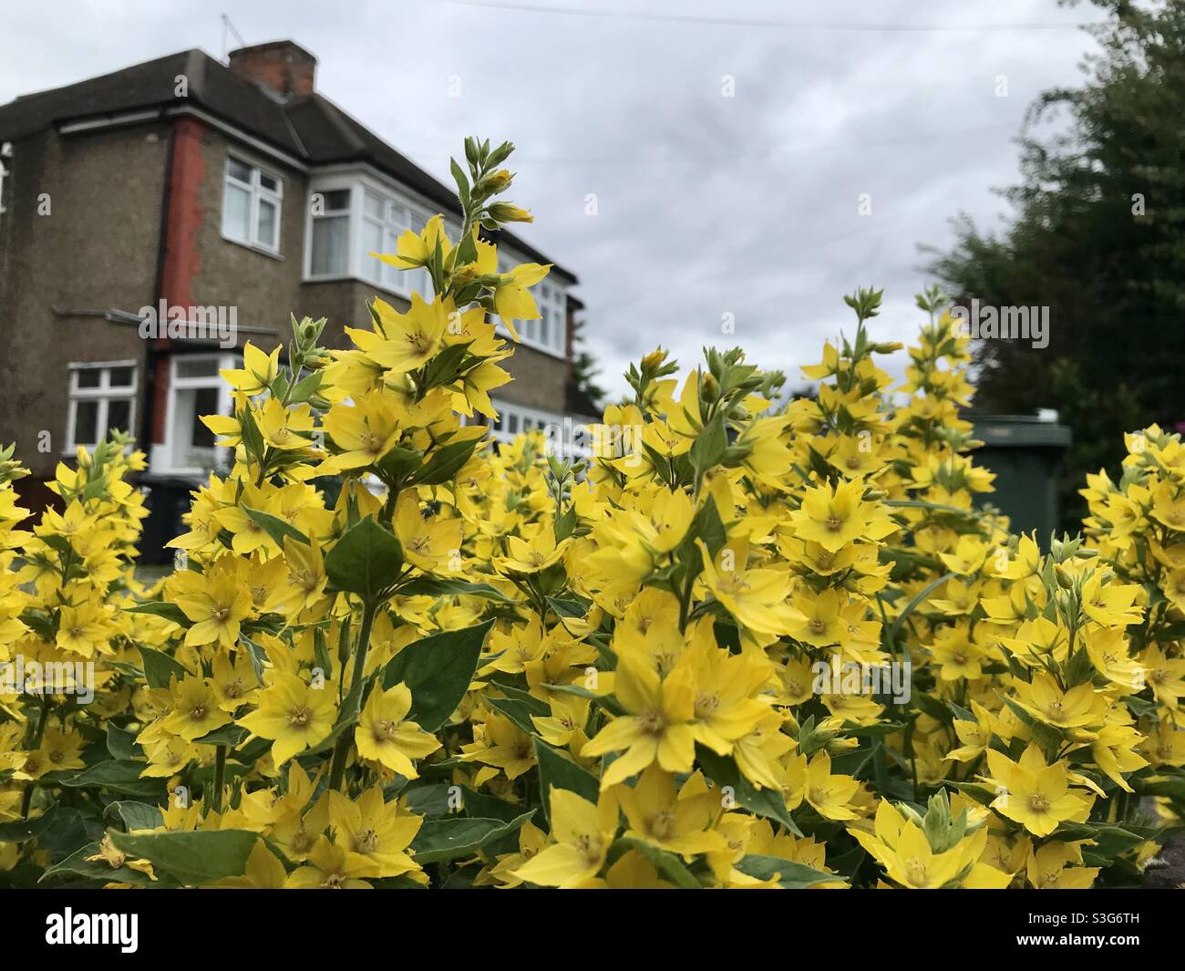 Gelbe Blumen im Garten - Smartphone-aufgenommenes Stockfoto
