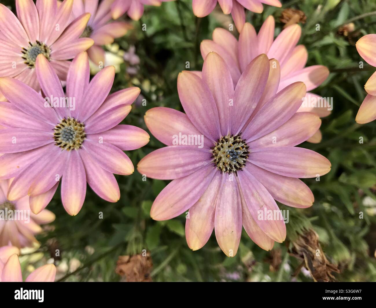 Verbrannte Blüten - Smartphone-aufgenommenes Stockfoto