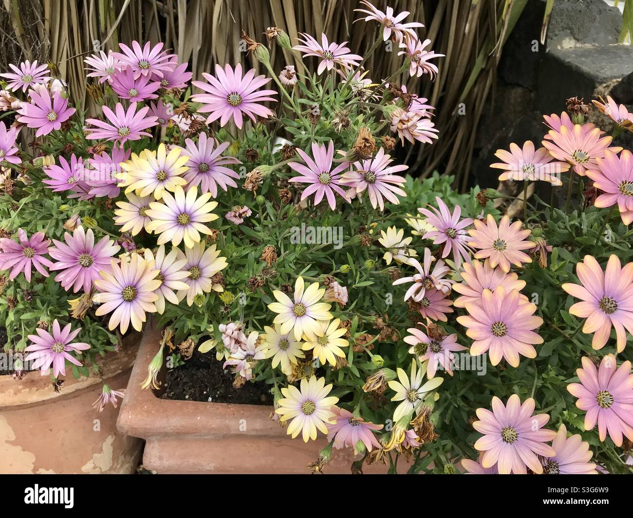 Verbrannte Blüten - Smartphone-aufgenommenes Stockfoto