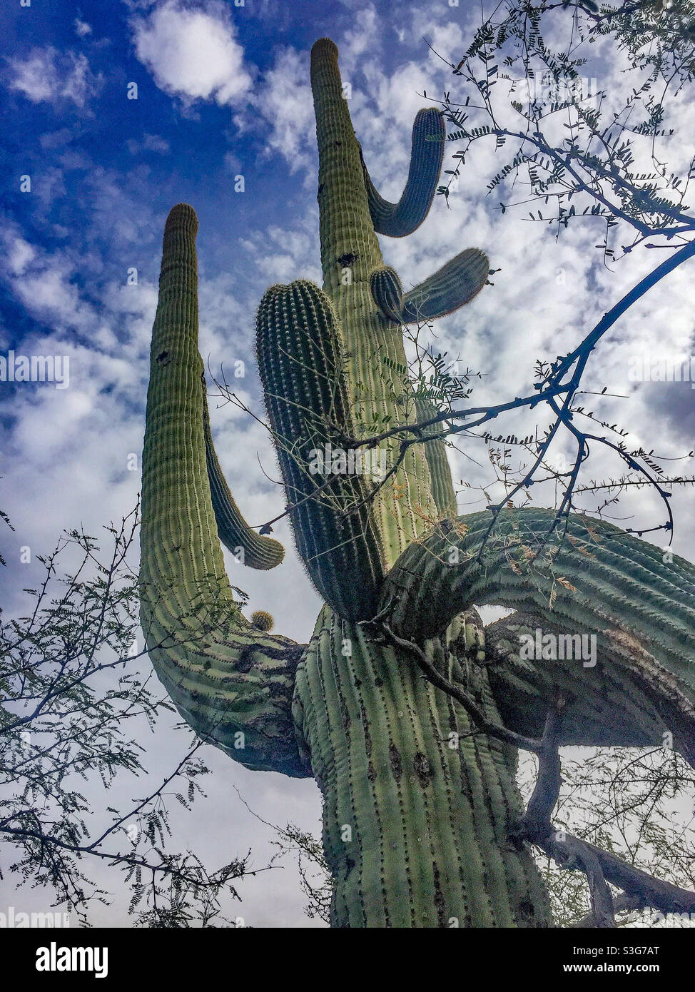 Der majestätische Riese saguaro Kaktus. Stockfoto