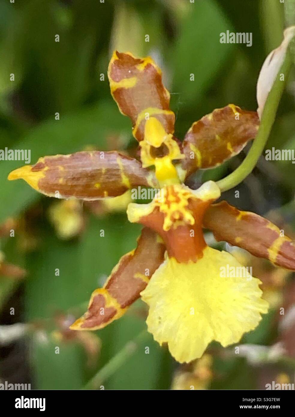 Blühende Kandy Tänzerorchidee. Oncidium sphacelatum. - Smartphone-aufgenommenes Stockfoto
