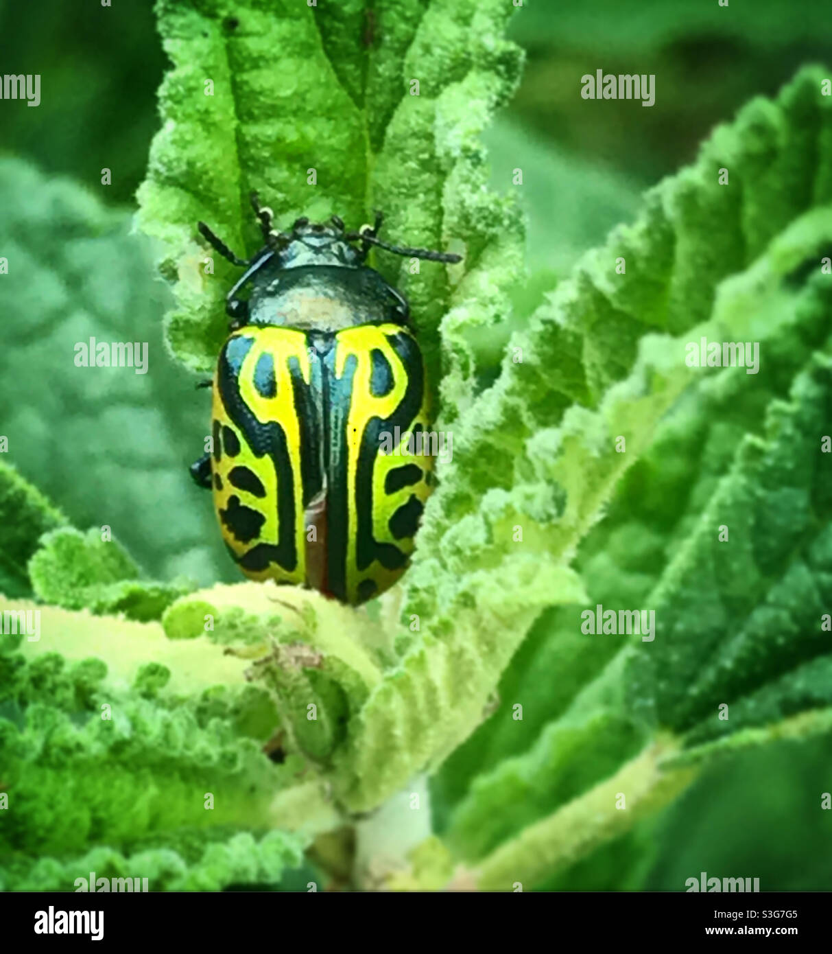Ein gelber Käfer steht in einer grünen Pflanze in einem Wald in Mexiko. - Smartphone-aufgenommenes Stockfoto