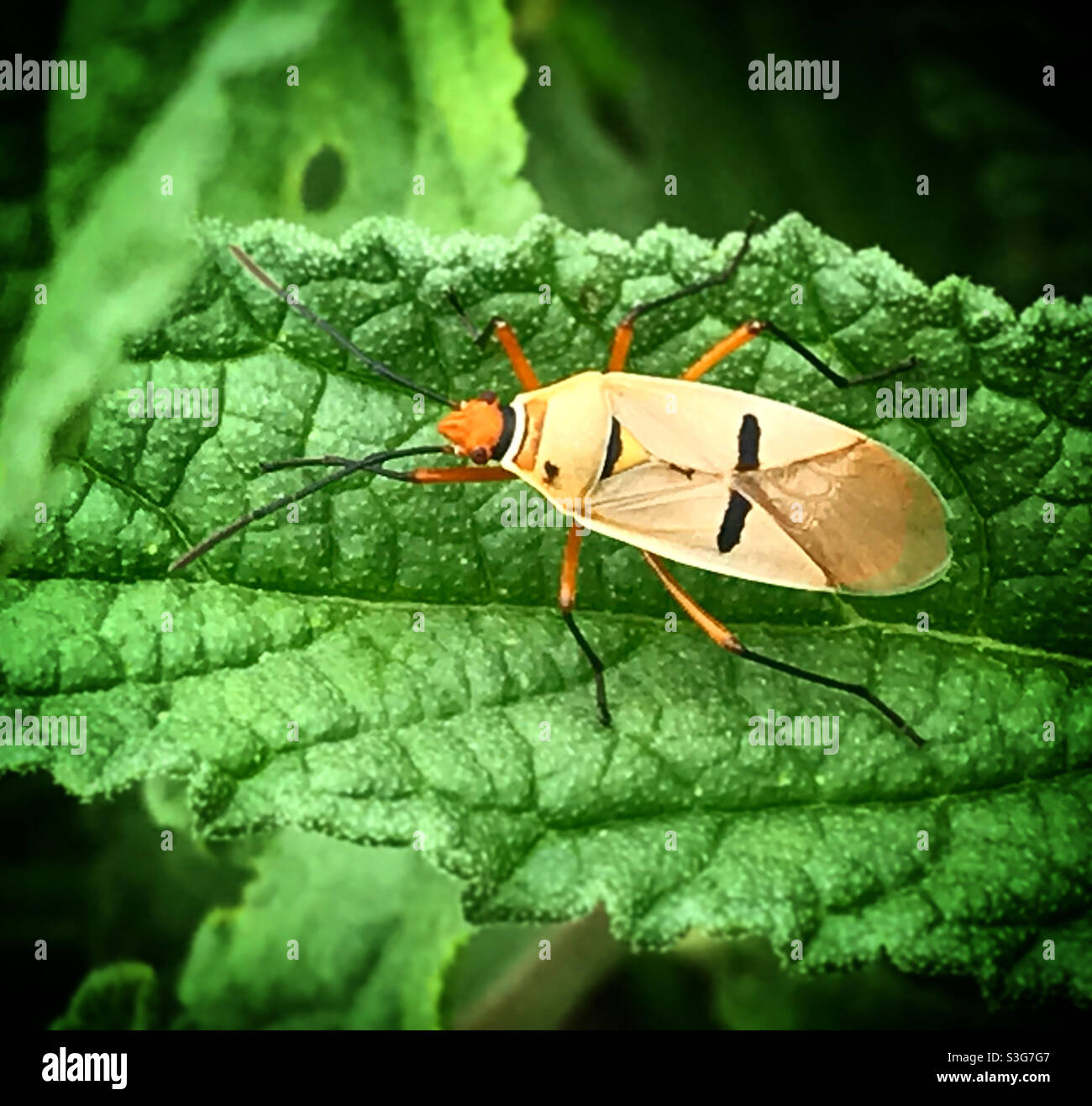 In einem Wald in Mexiko steht ein Käfer in einer grünen Pflanze. - Smartphone-aufgenommenes Stockfoto
